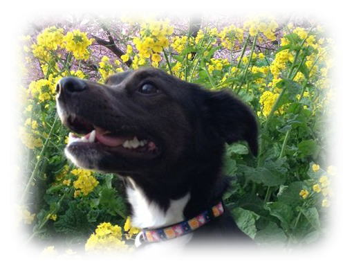 子犬のしつけ パピー教室